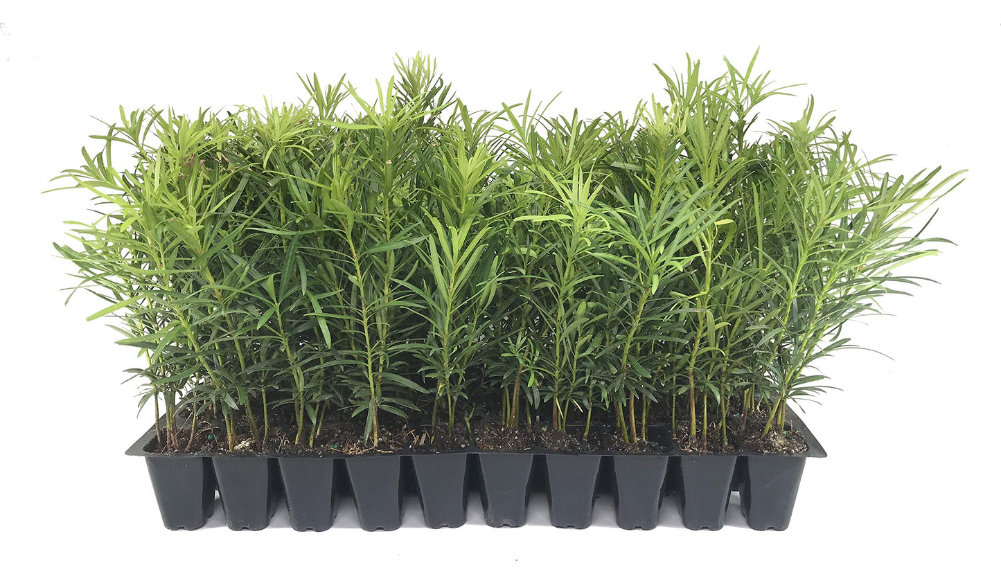 Podocarpus Japanese Yew | 30 Live Plants | Podocarpus Macrophyllus | Evergreen Shrub, Low Maintenance, Drought Tolerant, Privacy Screen Landscaping, Fast Growing, Ornamental Foliage