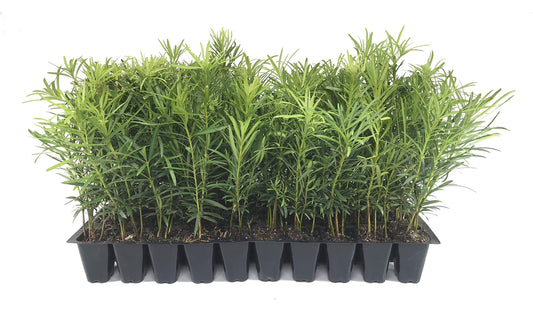 Podocarpus Japanese Yew | 40 Live Plants | Podocarpus Macrophyllus | Evergreen Shrub, Low Maintenance, Drought Tolerant, Privacy Screen Landscaping, Fast Growing, Ornamental Foliage