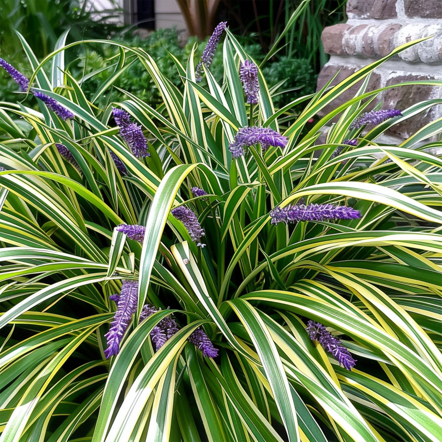 Variegated Liriope | 3 Live 4 Inch Pots | Liriope Muscari Variegata | Ornamental Ground Cover Plants | Evergreen Foliage