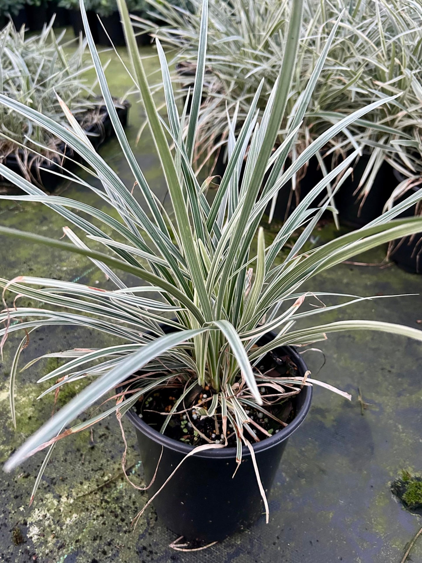Aztec Grass Live Plant, Variegated Green and White Foliage, Ornamental Grass for Garden and Landscape (3, 1-Gallon)