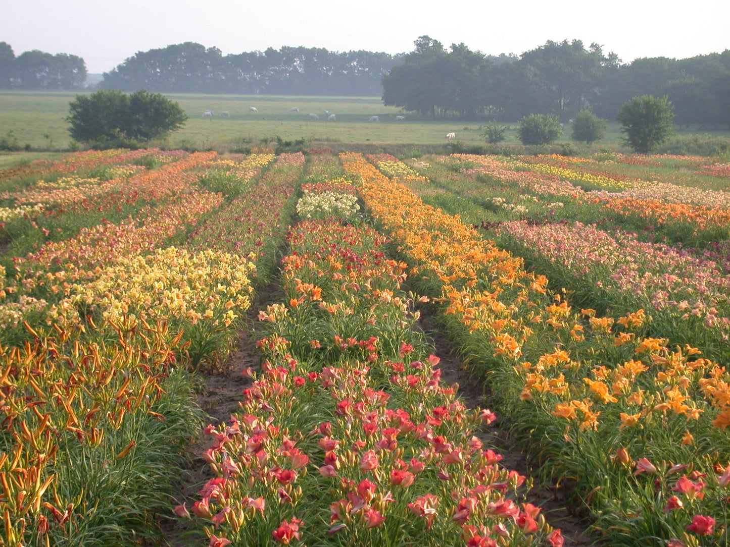 24 Pack - Daylilies by The Dozen, Easy to Grow, Growers Choice (24 Bareroots)