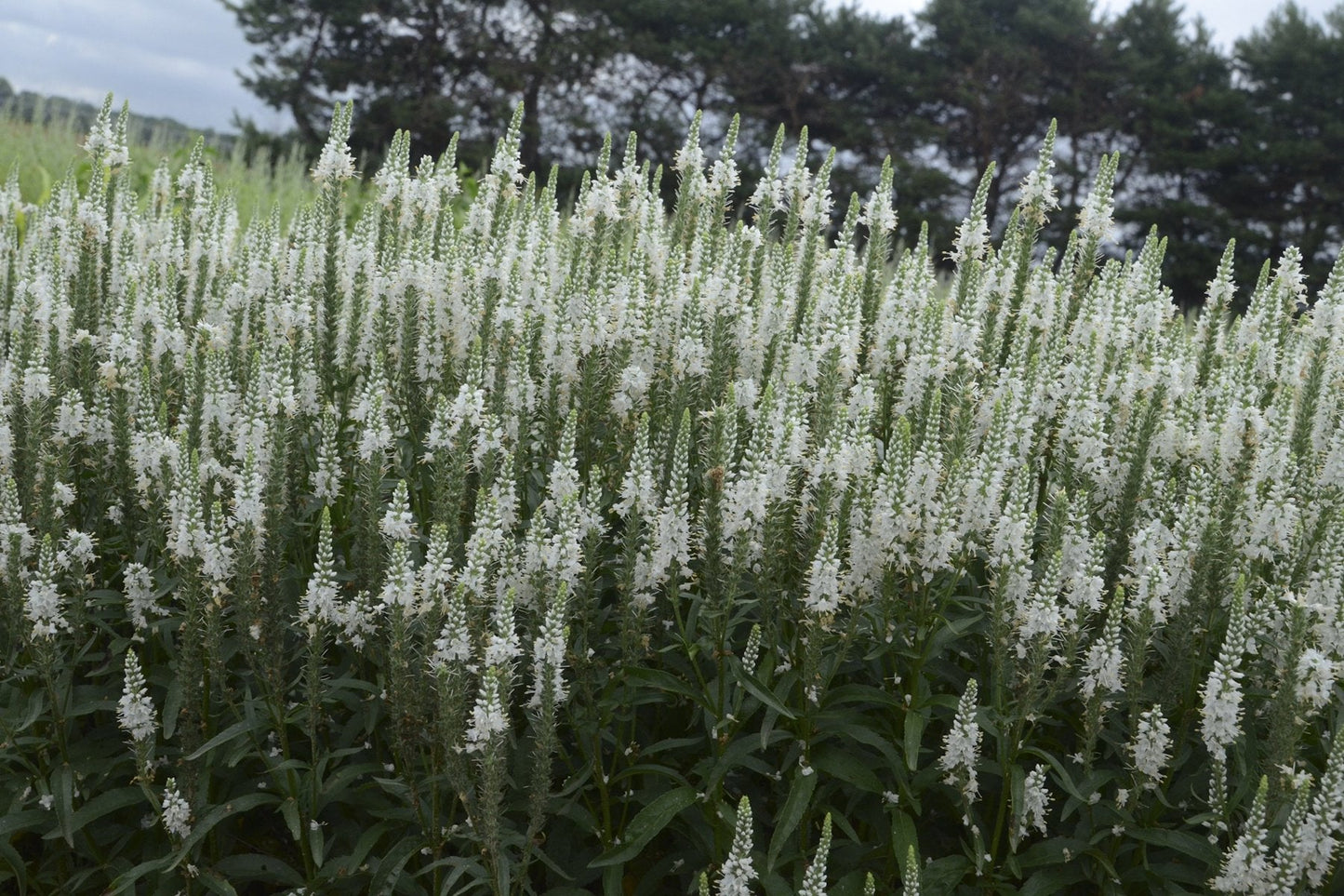Live Plant from Green Promise Farms - Proven Winners, Veronica Magic Show 'White Wands' Spike Speedwell, White Flowers - #1 Gallon Size Container