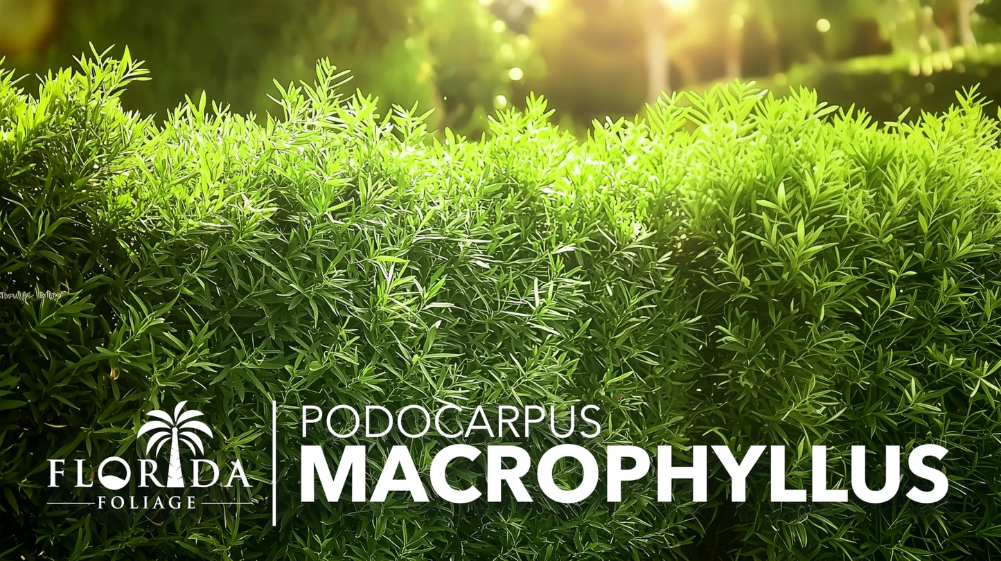 Podocarpus Macrophyllus Japanese Yew | 60 Live Plants | Podocarpus macrophyllus | Privacy Hedge Shrub | Evergreen Landscaping Plants for Gardens & Borders