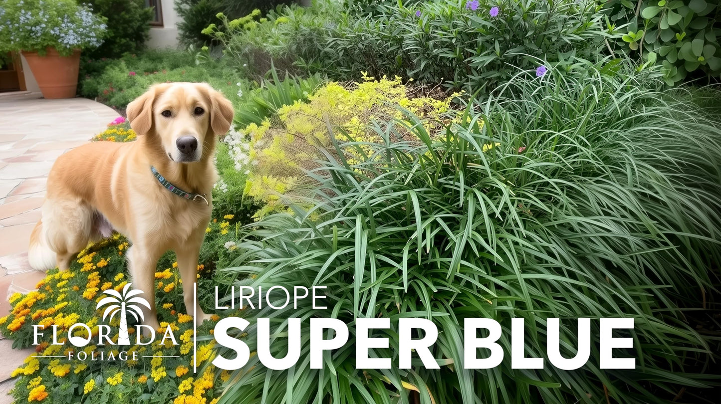 Super Blue Lilyturf - Liriope Muscari - 1 Live 4 Inch Pot - Drought Tolerant Low Maintenance Groundcover Plants