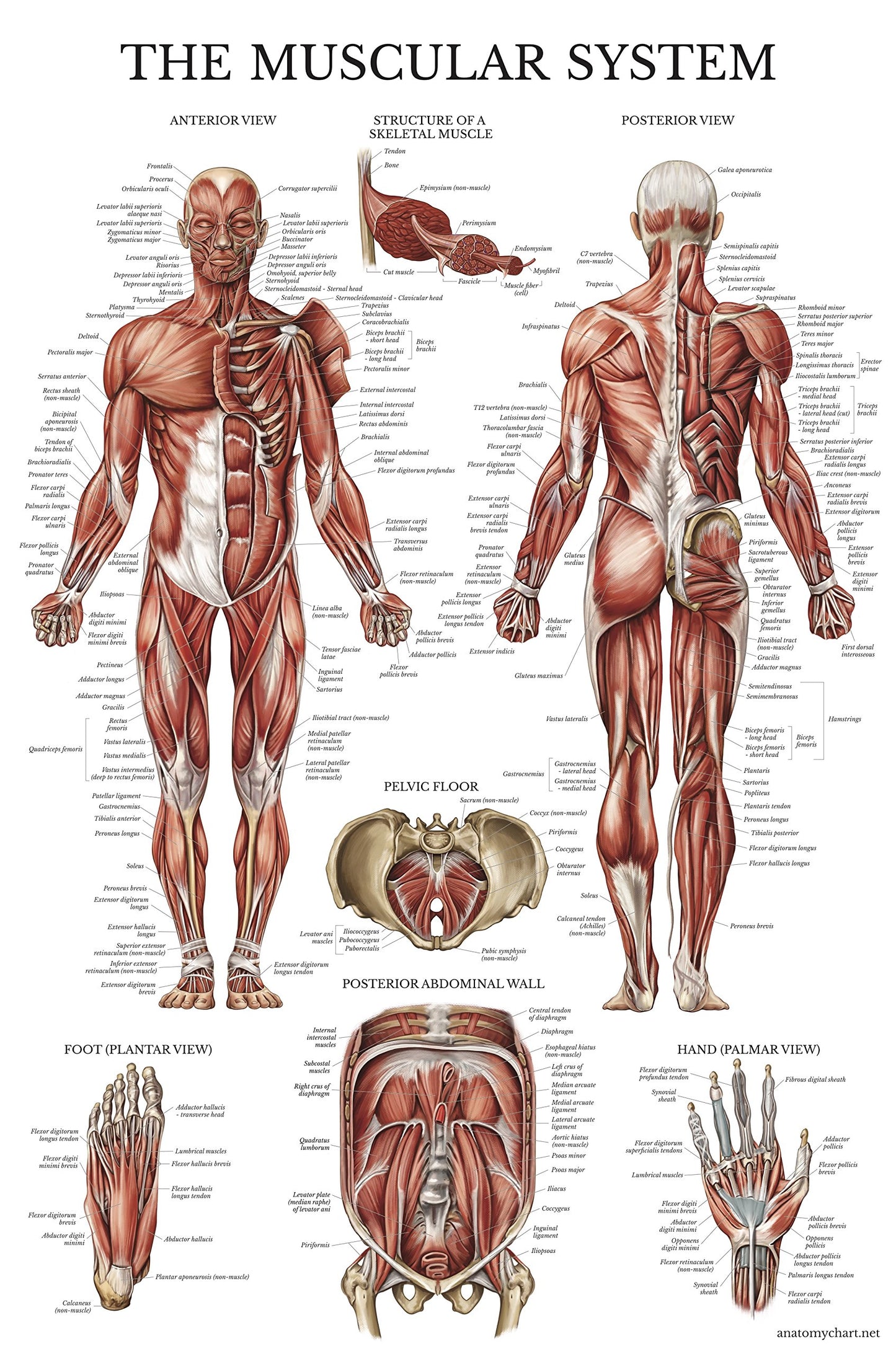 2 Pack Stretching Exercises and Muscular System Anatomy Poster Set - Laminated 2 Chart Set - Stretching Workout Routine & Muscle Anatomy Diagram [DARK] (LAMINATED, 18” x 24”)