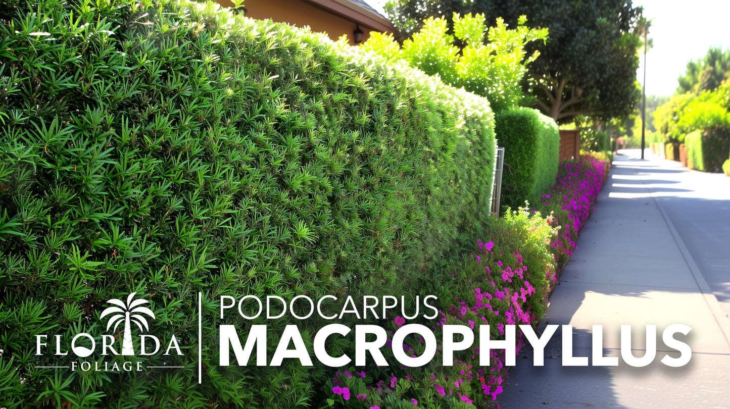 Podocarpus Macrophyllus Japanese Yew | 60 Live Plants | Podocarpus macrophyllus | Privacy Hedge Shrub | Evergreen Landscaping Plants for Gardens & Borders