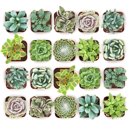 Shop Succulents Mixed Succulent Plant Pack 2" Grow Pot Pack of 256