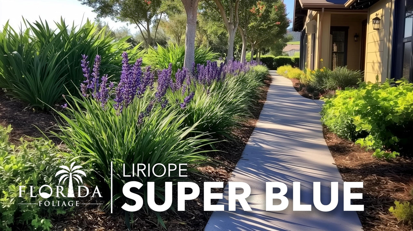 Super Blue Lilyturf - Liriope Muscari - 12 Live 4 Inch Pots - Drought Tolerant Low Maintenance Groundcover Plants