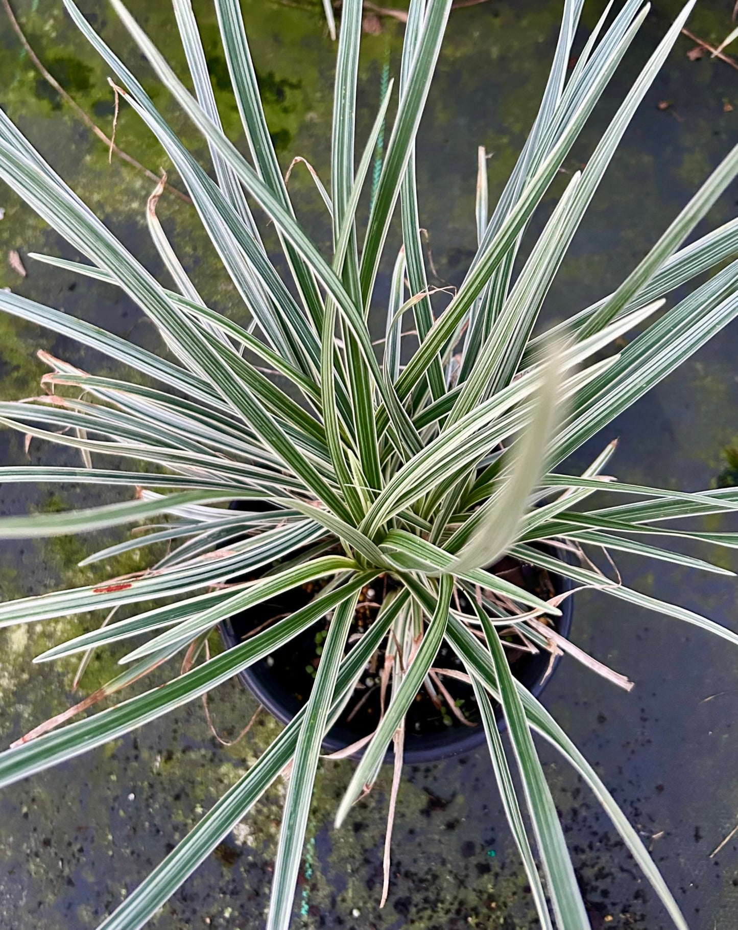 Aztec Grass Live Plant, Variegated Green and White Foliage, Ornamental Grass for Garden and Landscape (1, 1-Gallon)