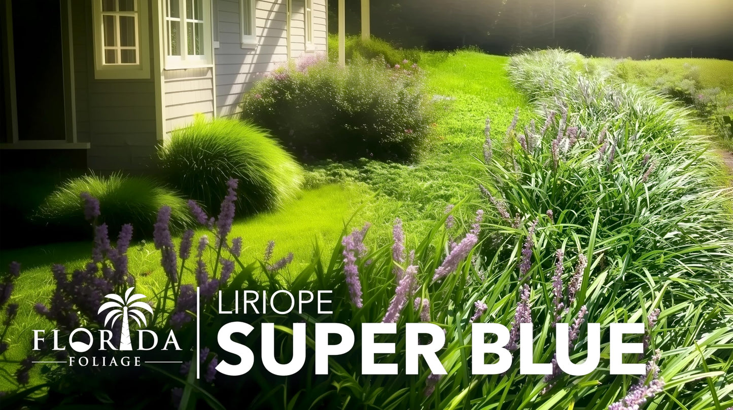 Super Blue Lilyturf - Liriope Muscari - 5 Live 4 Inch Pots - Drought Tolerant Low Maintenance Groundcover Plants