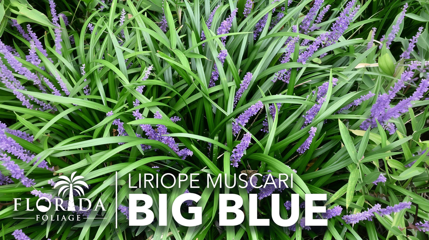 Liriope Big Blue | 30 Live Plants | Liriope muscari | Lavender Blue Flowers | Evergreen Ground Cover for Shade | Landscape Borders for Walkways and Beds