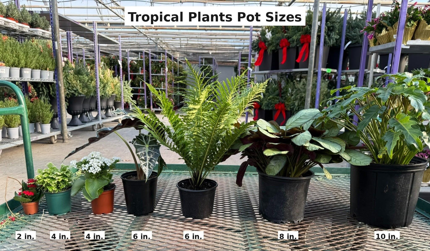RedCrocus - RedCrocus Lutea Elephant Ear Alocasia macrorrhiza 'Lutea' for shaded gardens, containers, tropical borders, and landscape accents. Bright yellow foliage, green veins, low maintenance 6" Po