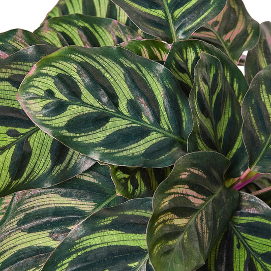 2 Pack Calathea 'Makoyana' in 4in Pot - Live Tropical Houseplant - Easy to Grow | Air Purifying | Pet Friendly | Variegated | USA Growers | The Snobby Leaf