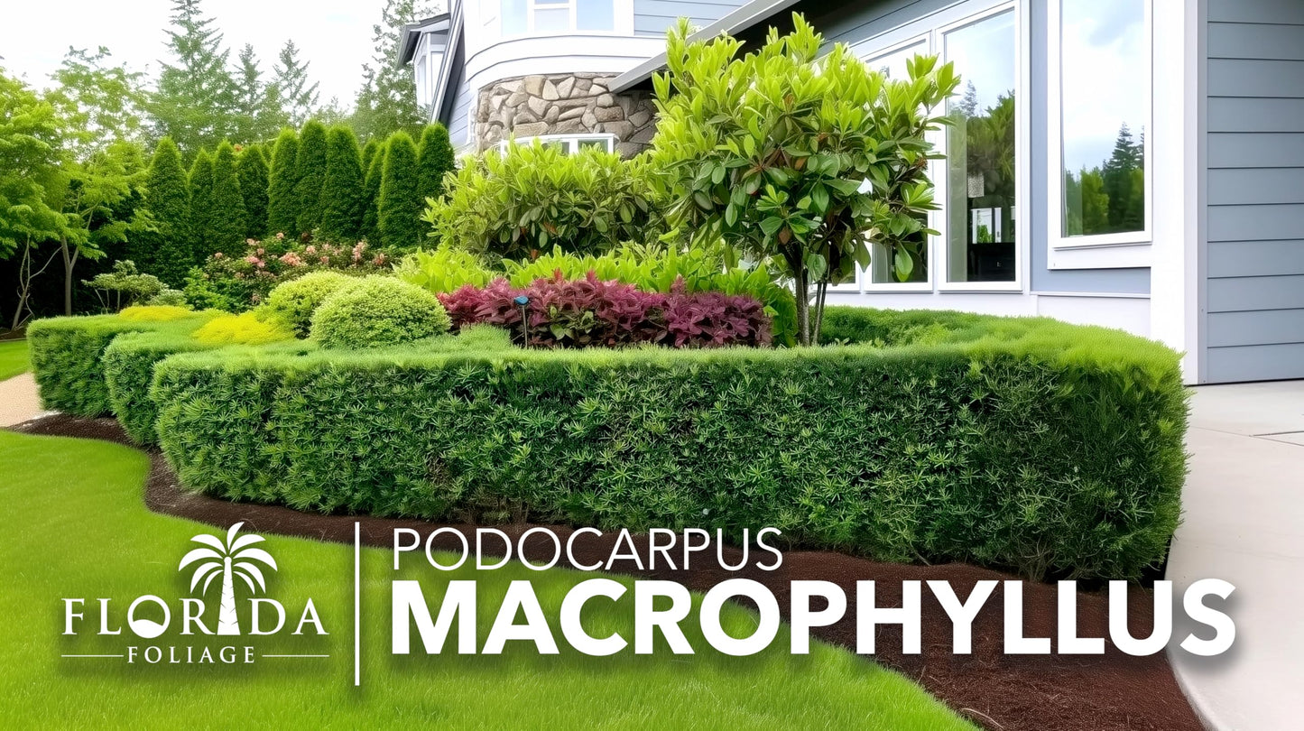 Podocarpus Macrophyllus Japanese Yew | 10 Live Plants | Podocarpus macrophyllus | Privacy Hedge Shrub | Evergreen Landscaping Plants for Gardens & Borders