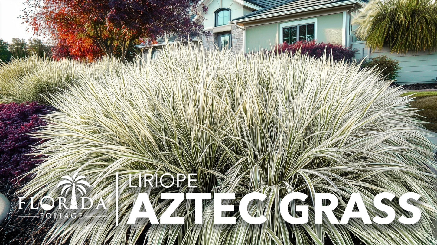 Aztec Grass | 10 Live Bare Root Pips | Liriope Muscari ‘Aztec Grass’ | Variegated Liriope | Ornamental Grass for Borders | Low Maintenance Ground Cover Plants