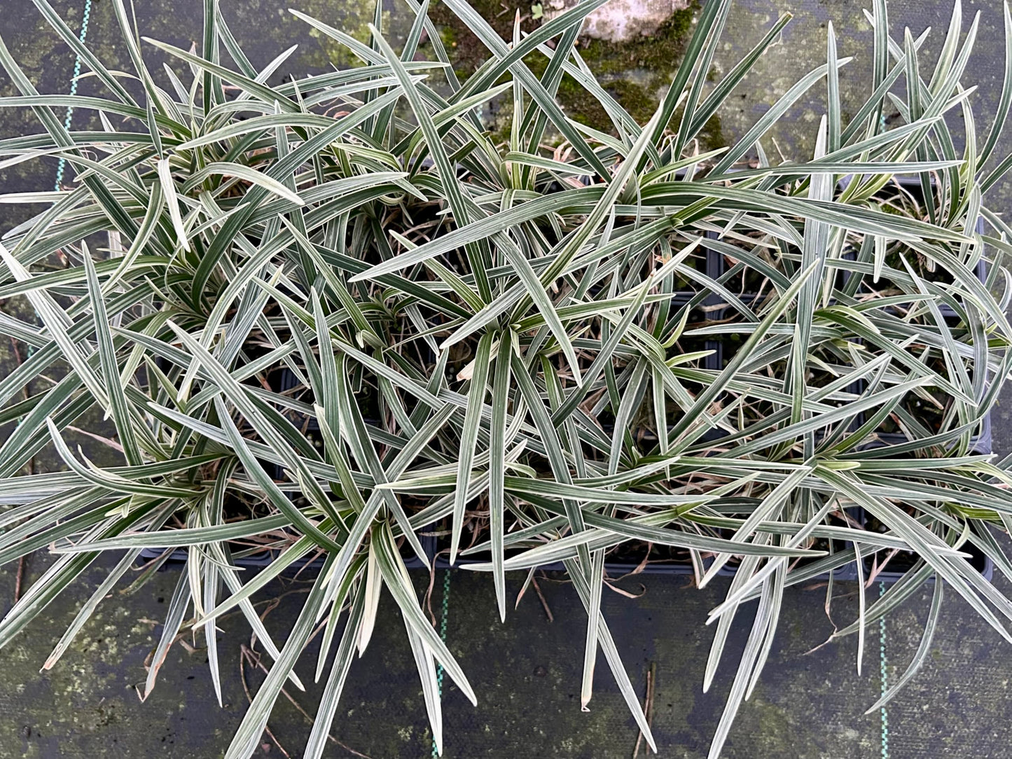 Aztec Grass Live Plant, Variegated Green and White Foliage, Ornamental Grass for Garden and Landscape (2, 4 in-18 Count)