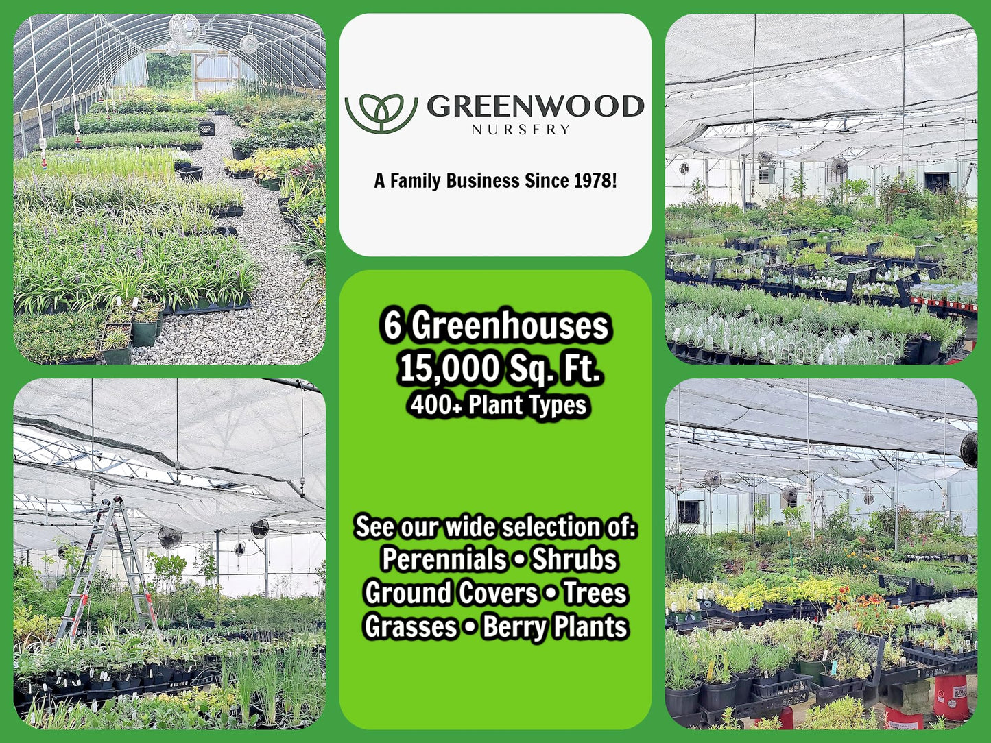 Greenwood Nursery: Live Shrub Plants - Winter Honeysuckle + Lonicera Fragrantissima - [Qty: 5X 3.5 Pots] - (Click for Other Available Plants/Quantities)