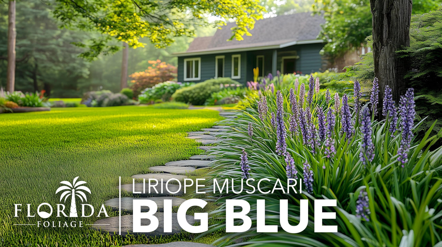 Liriope Big Blue | 5 Live 4 Inch Plants | Liriope muscari | Lavender Blue Flowers | Evergreen Ground Cover for Shade | Landscape Borders for Walkways and Beds