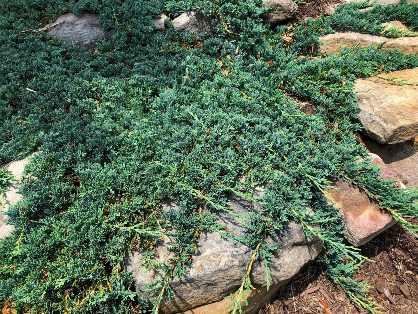 Blue Rug Juniper Wiltonii | 25 Live 4 Inch Plants | Juniperus Horizontalis | Creeping Ground Cover, Low Maintenance Shrub, Drought Tolerant, Evergreen Foliage, Fast Growing, Erosion Control