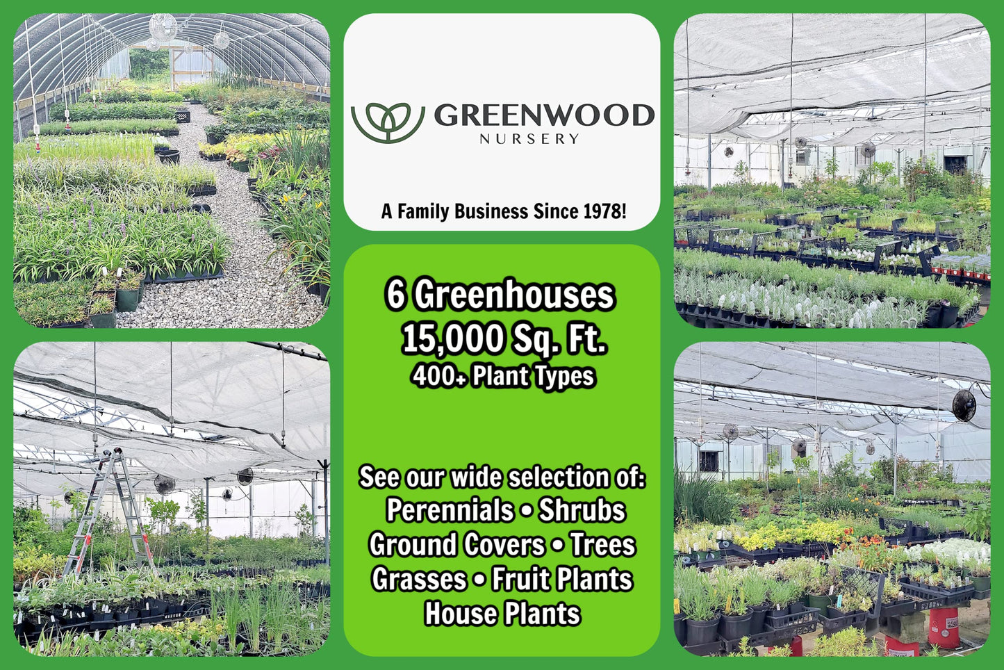 Greenwood Nursery: Live Perennial Plants - Orange Trumpet Creeper Vine + Campsis Radicans - [Qty: 2X Pint Pots] - (Click for Other Available Plants/Quantities)