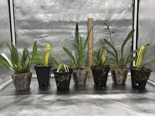 4 Live Orchid Plants to Choose (Dendrobiums)