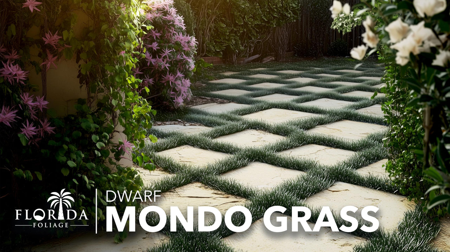 Dwarf Mondo Grass | 15 Large 4 Inch Pots | Ophiopogon Japonicus Nanus | Live Evergreen Shade Loving Groundcover