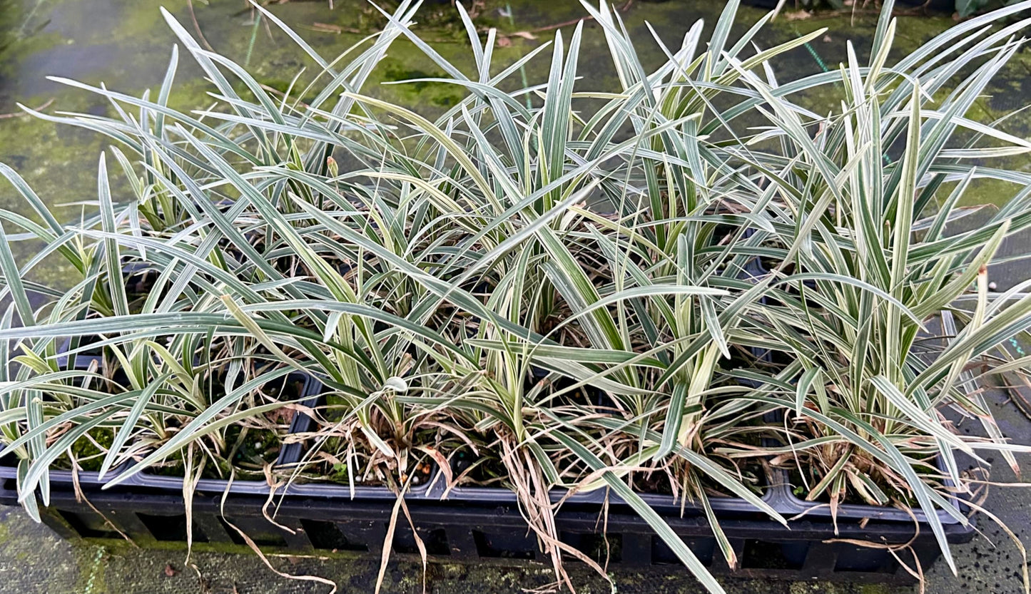 Aztec Grass Live Plant, Variegated Green and White Foliage, Ornamental Grass for Garden and Landscape (3, 4 in-18 Count)