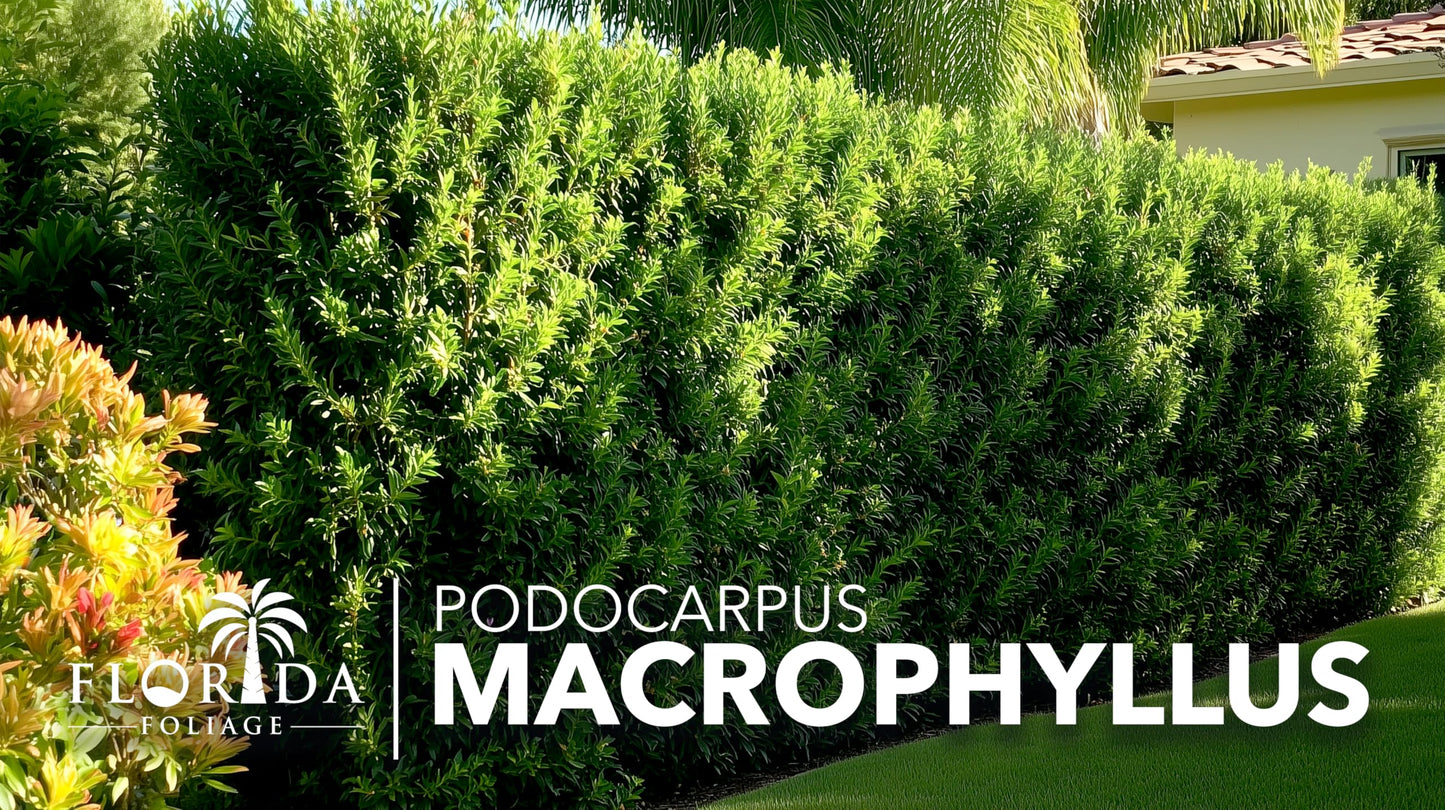 Podocarpus Macrophyllus Japanese Yew | 60 Live Plants | Podocarpus macrophyllus | Privacy Hedge Shrub | Evergreen Landscaping Plants for Gardens & Borders
