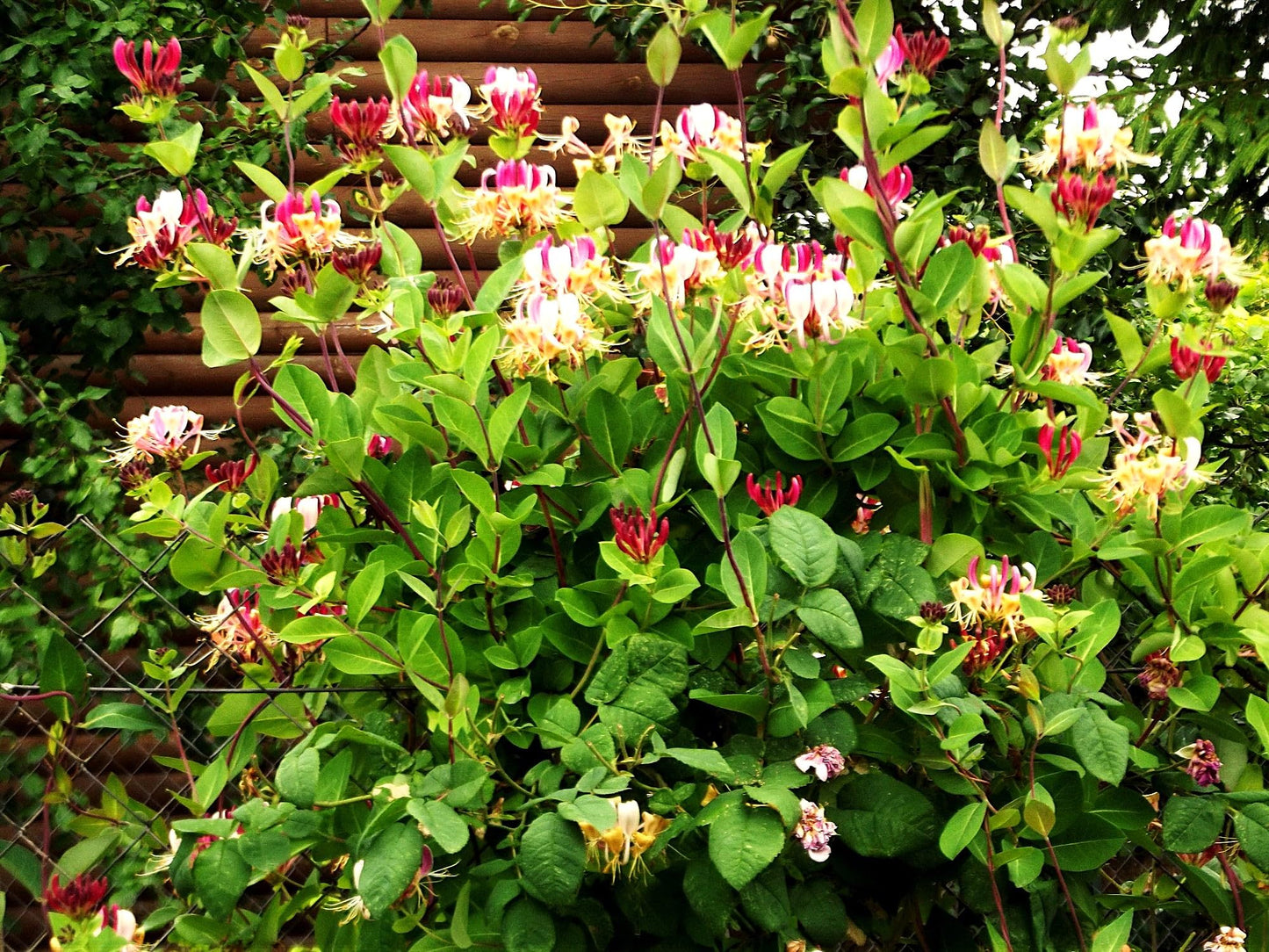 Greenwood Nursery: Live Shrub Plants - Winter Honeysuckle + Lonicera Fragrantissima - [Qty: 1x 3.5 Pot] - (Click for Other Available Plants/Quantities)